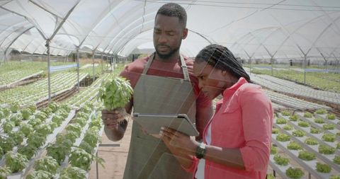 Farmers with Tablet Examining Basil in a Modern Greenhouse