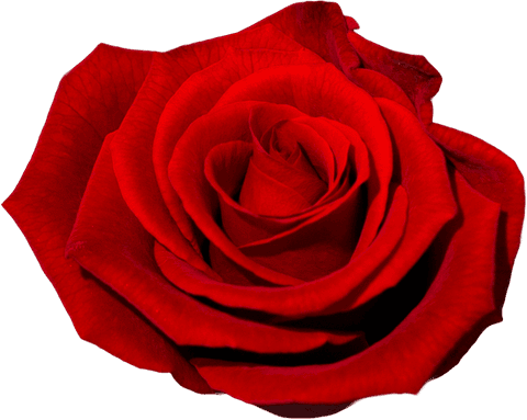 stunning transparent red rose close-up with vivid petals - Download Free Stock Videos Pikwizard.com