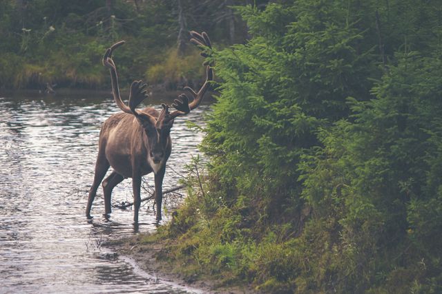 Wild reindeer walking through a forest stream, showcasing natural wildlife habitat. Perfect for use in wildlife documentaries, nature study materials, environmental conservation campaigns, outdoor adventure articles, and ecological awareness posters.