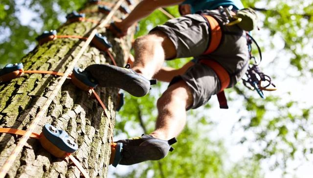 Male climber ascending tree with harness and plastic holds closeup sunlit forest adventure