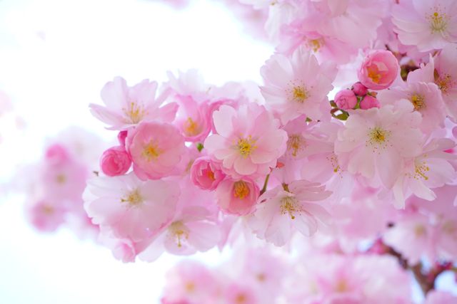 Close-up of Blooming Pink Cherry Blossoms Against Blue Sky - Download Free Stock Photos Pikwizard.com
