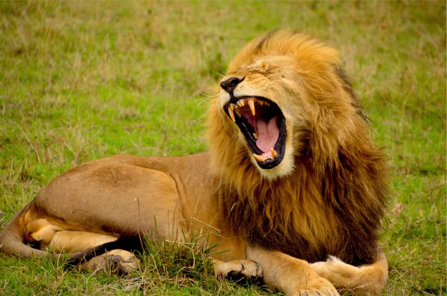 This image captures a majestic lion yawning while lying down in the grasslands, showcasing natural wildlife behavior. Perfect for use in educational content about African wildlife, safari experiences, zoo exhibits, nature documentaries, and conservation materials.