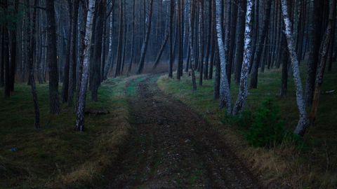 Mysterious Forest Path at Dusk with Tall Trees