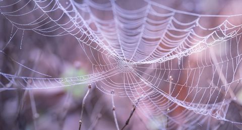 Dew-Dotted Spiderweb Glowing in Soft Morning Light with Pastel Bokeh Background