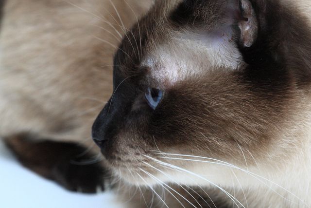 Siamese Cat with Blue Eyes Looking Away, Close-up - Download Free Stock Photos Pikwizard.com