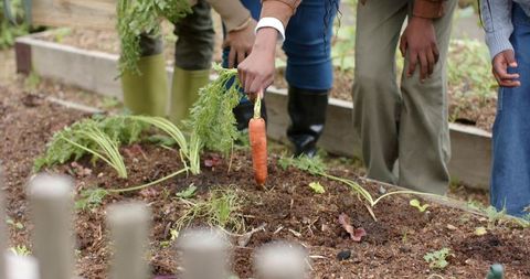 African american family harvesting carrots in raised beds while children learning gardening