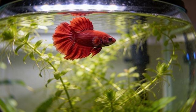 Vibrant red betta fish swimming in planted round aquarium bowl with flowing fins