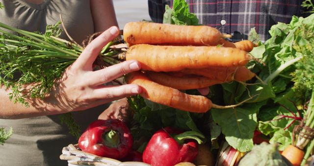 Image of hands of caucasian woman putting carrots into basket full of freshly picked vegetables. modern organic farm, agriculture business and technology concept.