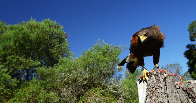 Hawk Perched on Tree Stump in Forest Under Clear Blue Sky - Download Free Stock Images Pikwizard.com