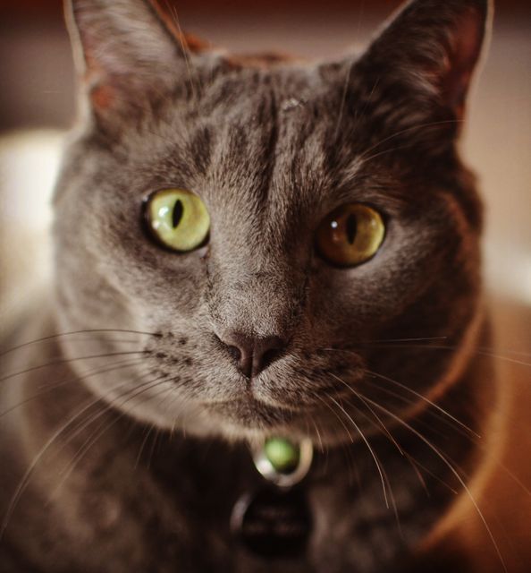 This close-up of a gray cat with striking green eyes provides an intimate view that captures the beauty and curiosity of the feline. It is suitable for use in pet care websites, veterinary advertisements, blogs about cats, or any feline-related content. Perfect for adding a touch of warmth and charm.