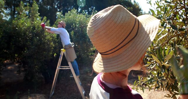 A middle-aged Caucasian woman wearing a straw hat is picking fruit from a tree, with copy space - Download Free Stock Photos Pikwizard.com