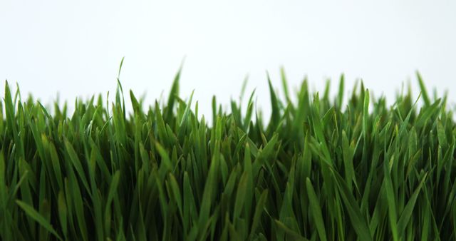 Close-up view of lush green grass blades against a clear white background, with copy space. Perfect for themes related to nature, growth, or environmental concepts.