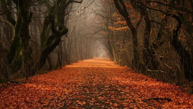 Misty Forest Pathway with Vibrant Autumn Leaves