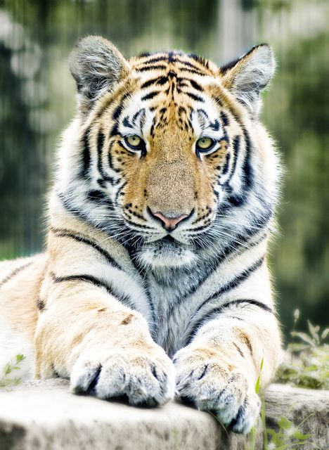 Closeup of a majestic tiger resting, showcasing its powerful form and peaceful demeanor in its natural habitat. Ideal for use in wildlife conservation campaigns, educational materials, animal documentaries, travel brochures, and prints emphasizing the beauty and elegance of this endangered predator.