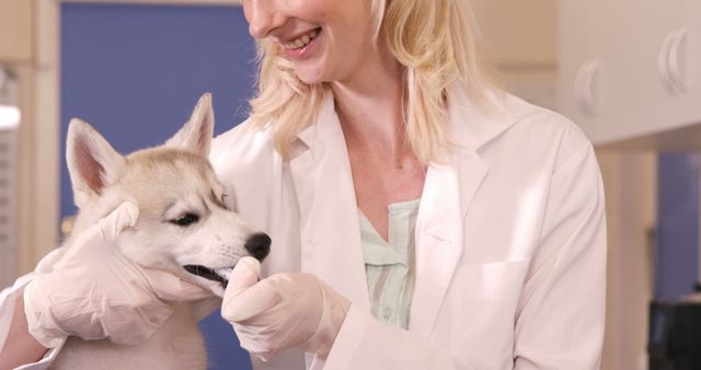 Veterinarian smiling while examining a husky puppy in a veterinary clinic. Image useful for topics on animal health, veterinary services, pet care, and puppy wellness. Perfect for websites, blogs, and promotional materials related to veterinary practice or pet healthcare.