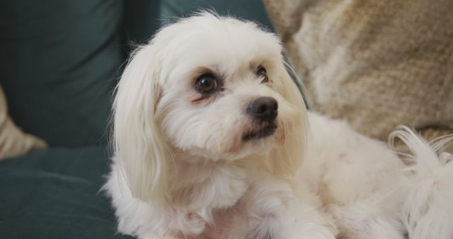 White Maltese dog sitting on a comfortable sofa in a home environment. Ideal for use in content related to pets, home decor, relaxation, or pet care products. The dog's calm expression and the cozy setting promote themes of tranquility and companionship.