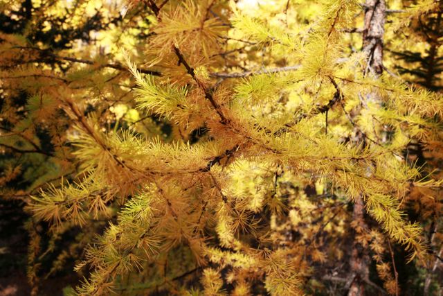 Close-Up of Yellow Autumn Leaves on Pine Tree Branches - Download Free Stock Photos Pikwizard.com