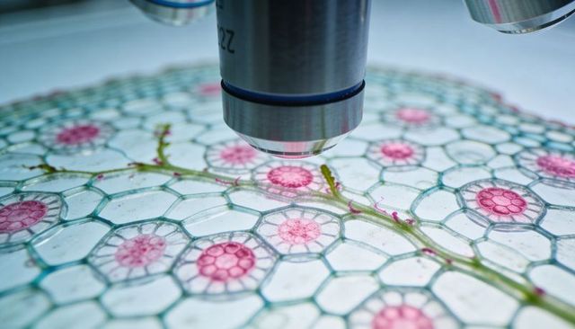 Stained plant cross-section under microscope showing hexagonal cells and vascular bundles