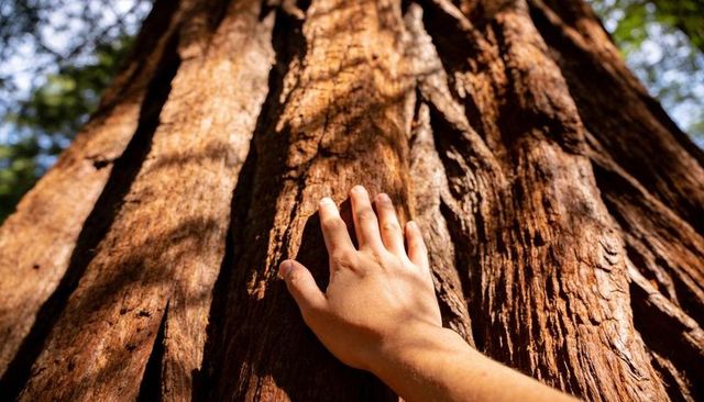 Hand touching massive redwood trunk close-up showing bark texture and forest canopy scale