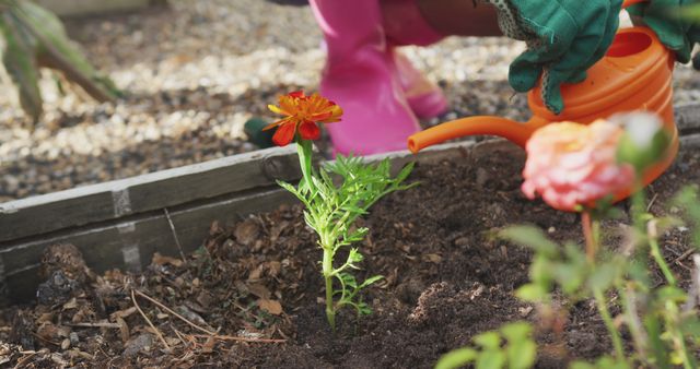 Person Gardening and Watering Plant - Download Free Stock Images Pikwizard.com