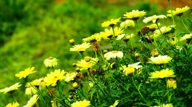 Capturing the vibrant essence of nature, this close-up of bright yellow wildflowers is ideal for use in spring or garden-themed projects, nature and environment promotions, or as decorative prints for enhancing interior spaces with a touch of natural beauty.