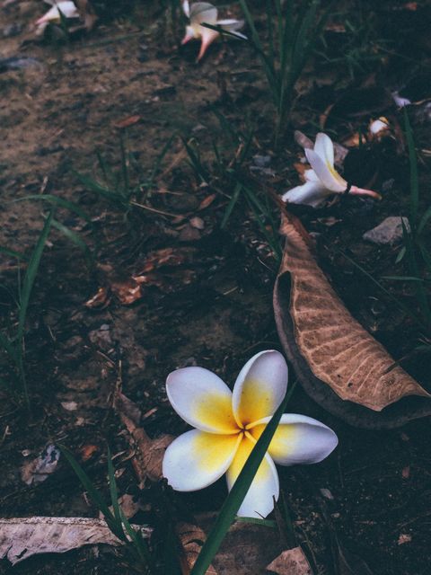 Frangipani flower lying on the ground surrounded by dry leaves and grass offers a view of natural decay and beauty. Suitable for themes of nature, impermanence, and tropical vegetation. Can be used in environmental campaigns or as a background for nature-centric projects.