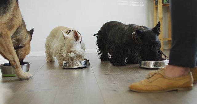 Different breeds of dogs eating food in the living room at home. pet love and care concept