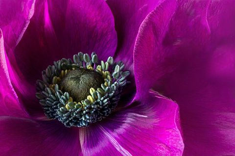 Magenta anemone macro showing turquoise stamen and deep purple velvet petals