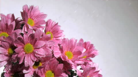 Close-Up of Pink Daisies with Water Droplets in Slow Motion