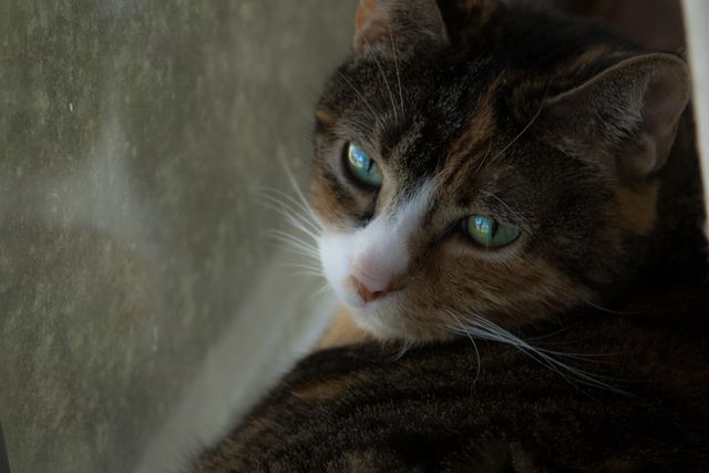 Close-up of Tabby Cat With Green Eyes Leaning by Window - Download Free Stock Photos Pikwizard.com