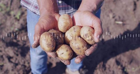 Farmer holding freshly dug potatoes in hands over tilled soil, rustic harvest scene