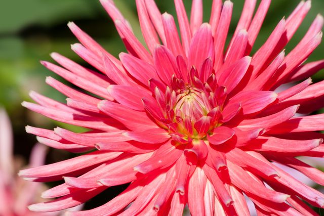 Vibrant Pink Dahlia Flower Close-Up on Sunny Day - Download Free Stock Photos Pikwizard.com