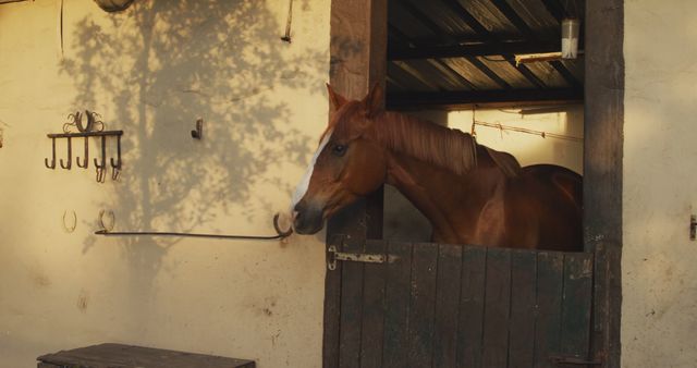 Chestnut Horse in Stable at Sunset - Download Free Stock Images Pikwizard.com