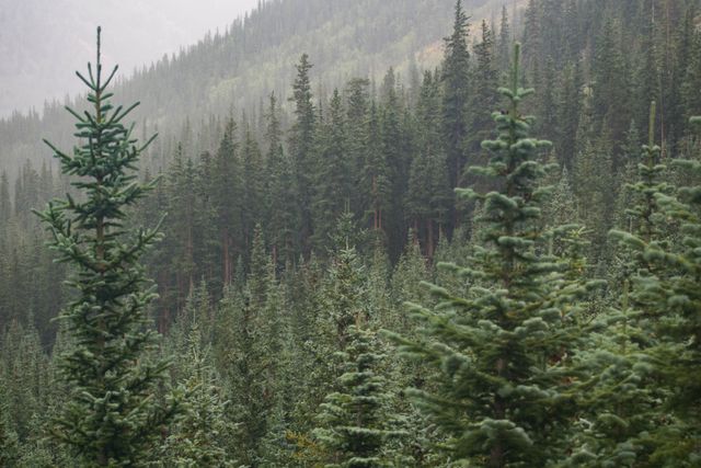 Dense Evergreen Forest on Foggy Day in Mountains - Download Free Stock Photos Pikwizard.com