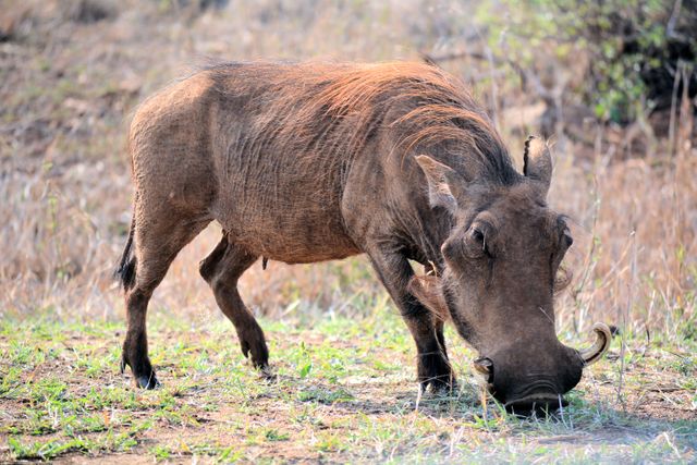Brown warthog grazing on grassy terrain in its natural habitat within the African savanna. Captures essence of African wildlife and nature. Suitable for educational materials, wildlife documentaries, travel guides and nature conservation campaigns.