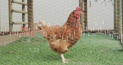 Single brown hen standing on one leg in backyard run with data analytics overlay