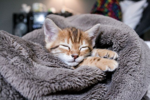 Cute Kitten Sleeping Peacefully in Soft Blanket - Download Free Stock Photos Pikwizard.com