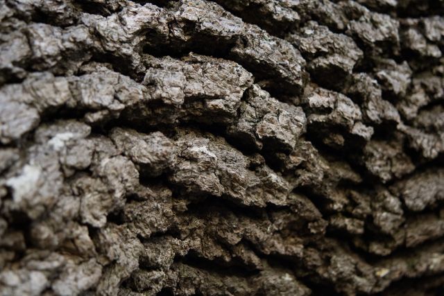 Close-up of rough bark texture on a tree trunk. Ideal for use in nature-themed projects, backgrounds for text, educational materials about trees and forestry, or any design requiring natural textures.
