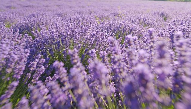 Sunlit lavender field stretching into distance with soft bokeh and purple blooms