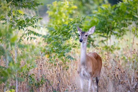 White-Tailed Deer Grazing in Verdant Forest