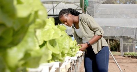 Female engineer inspecting hydroponic lettuce in greenhouse environment