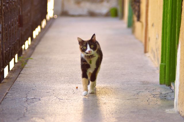 Black and white cat walking down urban street in sunlight. Ideal for pet-related content, urban life depictions, animal behavior illustrations, blog posts, social media posts regarding pets, and veterinary service advertisements.