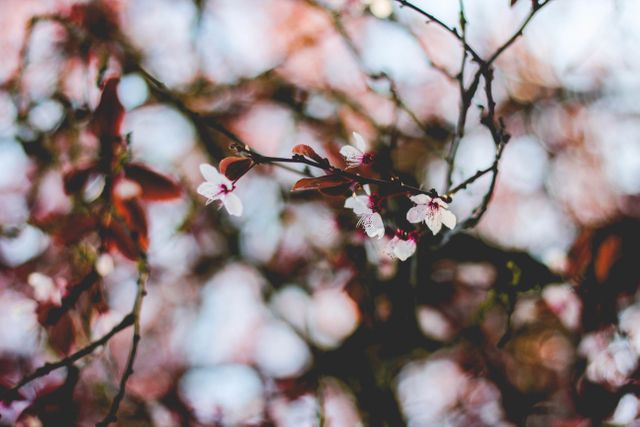 Lovely shot of blossom tree branches with delicate spring flowers against a blurred background, highlighting the natural beauty and tranquility of springtime. Ideal for spring-themed promotions, nature blogs, floral design inspiration, seasonal greeting cards or healthy living articles.