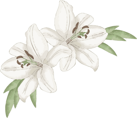 Elegant white lily blossoms with green leaves on transparent background