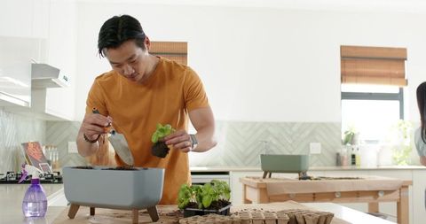 Asian couple transplanting seedlings into modern kitchen planter, indoor herb gardening