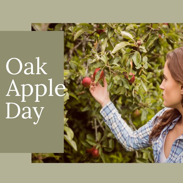 Depicts a young Caucasian woman picking apples in an orchard, celebrating Oak Apple Day. Ideal for content about agricultural activities, harvesting seasons, and rural lifestyle promotions. Can be used in articles, blog posts, and promotions related to festivals, farming, or fresh produce.