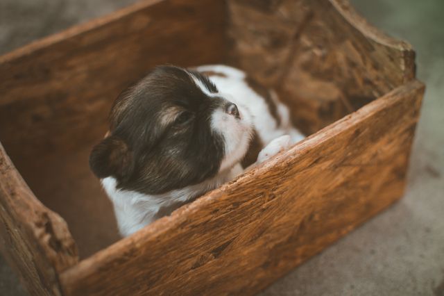 Black and White Puppy on Brown Wooden Box - Download Free Stock Photos Pikwizard.com