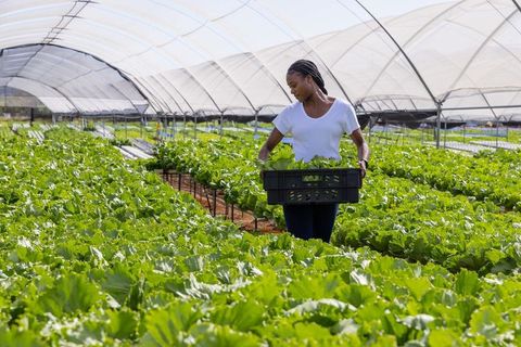 African american woman harvesting lettuce in greenhouse