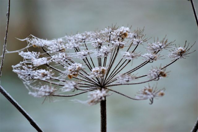 Frost covered dried flower with webs illustrates the detail and beauty of a winter landscape. Perfect for nature-themed projects, seasonal graphics, educational materials on plant life cycles, and backgrounds depicting cold, frosty weather.