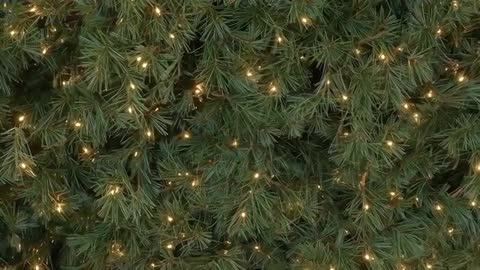 Camera Panning Through Twinkling Pine Branches with Warm LED Lights